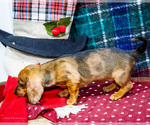 Small #1 Dachshund