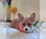 Small Photo #16 Pembroke Welsh Corgi Puppy For Sale in ARROYO GRANDE, CA, USA