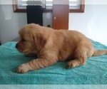 Small Photo #2 Golden Retriever Puppy For Sale in SUMNER, IL, USA