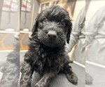 Small Photo #8 Aussiedoodle Puppy For Sale in INDIANAPOLIS, IN, USA