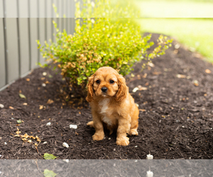 Cavalier King Charles Spaniel Puppy for sale in TOPEKA, IN, USA