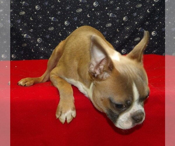 Medium Photo #2 Boston Terrier Puppy For Sale in PATERSON, NJ, USA