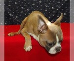 Small #1 Boston Terrier