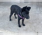 Small Photo #2 Shepradors Puppy For Sale in Banning, CA, USA