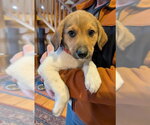 Small #4 Great Pyrenees Mix