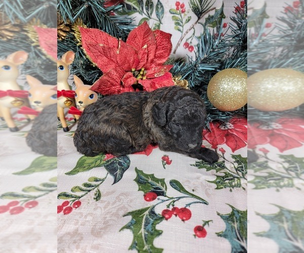 Medium Photo #34 Poodle (Toy) Puppy For Sale in BLACK FOREST, CO, USA