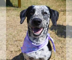 Pointer-Unknown Mix Dogs for adoption in San Antonio, TX, USA
