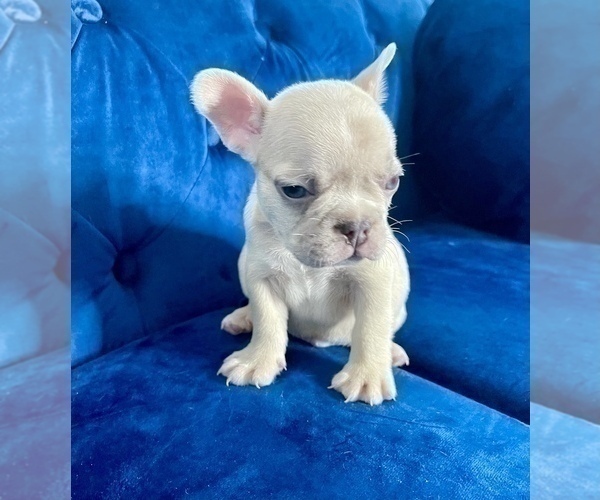 Medium Photo #49 French Bulldog Puppy For Sale in EMPIRE STATE, NY, USA