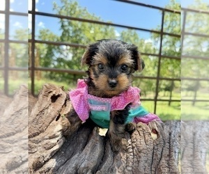 Yorkshire Terrier Puppy for sale in CASSVILLE, MO, USA