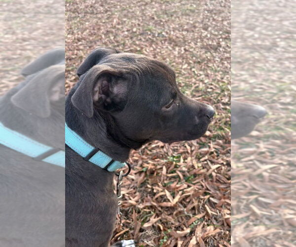 Medium Photo #3 Mutt Puppy For Sale in Mooresville, NC, USA