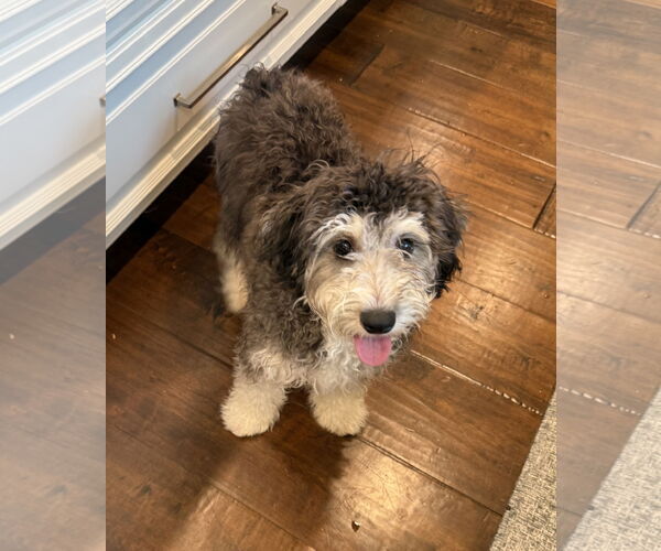 Medium Photo #5 Bernese Mountain Dog-Poodle (Miniature) Mix Puppy For Sale in Valrico, FL, USA