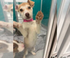 Siberian Husky-Unknown Mix Dogs for adoption in Oklahoma City, OK, USA