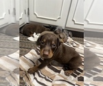 Small Photo #3 Doberman Pinscher Puppy For Sale in CAMPTON, KY, USA