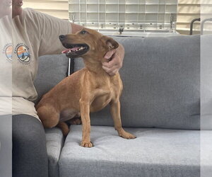 Chihuahua-Unknown Mix Dogs for adoption in Virginia Beach, VA, USA