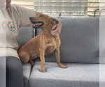 Small Chihuahua Mix