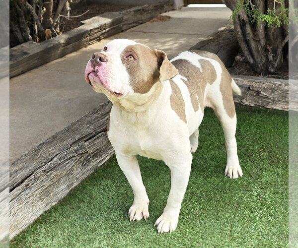 Medium Photo #3 Bulldog Puppy For Sale in Albuquerque, NM, USA