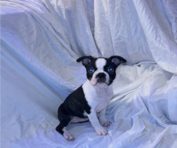 Medium Photo #3 Boston Terrier Puppy For Sale in ARLINGTON, WA, USA