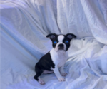 Small #2 Boston Terrier