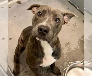 American Staffordshire Terrier-Unknown Mix Dogs for adoption in Tavares, FL, USA