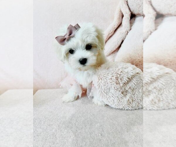 Medium Photo #4 Maltese Puppy For Sale in FORT LAUDERDALE, FL, USA