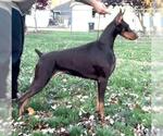 Small #3 Doberman Pinscher