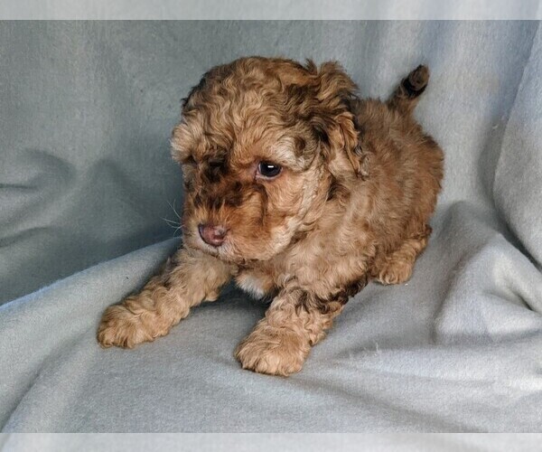 Medium Photo #27 Miniature Labradoodle Puppy For Sale in SYRACUSE, IN, USA