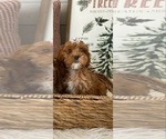 Small Photo #5 Goldendoodle (Miniature) Puppy For Sale in GILBERT, AZ, USA