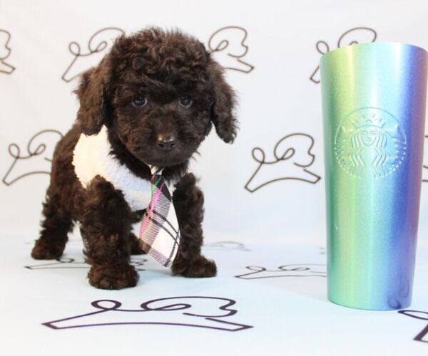 Medium Photo #10 Poodle (Miniature) Puppy For Sale in LAS VEGAS, NV, USA