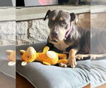 Small #11 American Staffordshire Terrier Mix