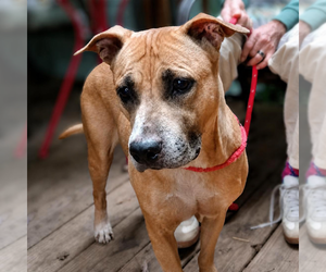 Rhodesian Ridgeback-Unknown Mix Dogs for adoption in Decatur, GA, USA