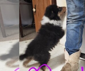 Collie Puppy for sale in ALLERTON, IA, USA
