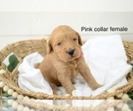Small Photo #10 Goldendoodle Puppy For Sale in BOGALUSA, LA, USA