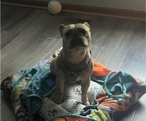 Father of the French Bulldog puppies born on 01/25/2026