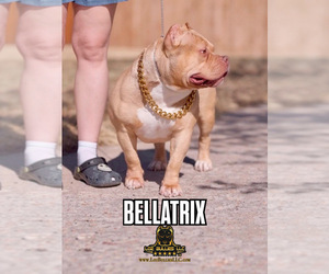 Mother of the American Bully puppies born on 06/16/2026