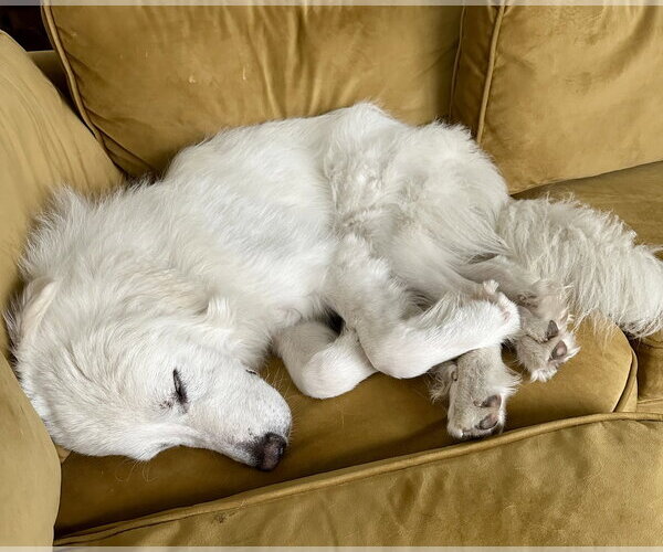 Medium Photo #12 Great Pyrenees Puppy For Sale in Spring, TX, USA