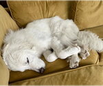 Small #11 Great Pyrenees