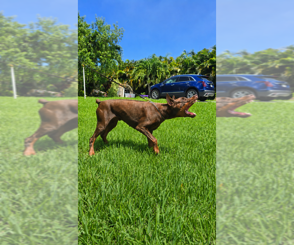 Medium Photo #1 Doberman Pinscher Puppy For Sale in FORT LAUDERDALE, FL, USA