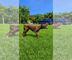 Father of the Doberman Pinscher puppies born on 07/25/2026