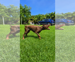 Small Photo #1 Doberman Pinscher Puppy For Sale in FORT LAUDERDALE, FL, USA