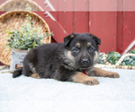 Small Photo #38 German Shepherd Dog Puppy For Sale in PARKESBURG, PA, USA