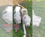 Small Photo #9 American Bully Puppy For Sale in JACKSONVILLE, FL, USA