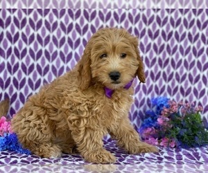 Goldendoodle Puppy for sale in LANCASTER, PA, USA