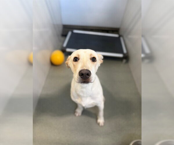 Medium Photo #2 Labrador Retriever-Unknown Mix Puppy For Sale in Fayetteville, NC, USA