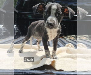 Mutt Dogs for adoption in Corinth, MS, USA