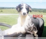 Small Photo #3 Australian Shepherd Puppy For Sale in GLADE HILL, VA, USA