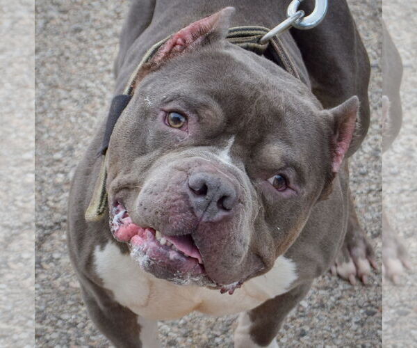 Medium Photo #2 Olde Bulldog Puppy For Sale in Huntley, IL, USA