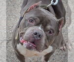 Small #1 Olde Bulldog