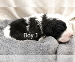 Puppy 1 Saint Berdoodle