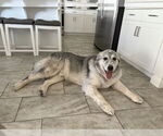 Small #3 Great Pyrenees