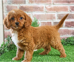 Small #4 Cavapoo (Miniature)